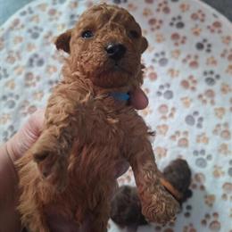 Toy Poodle Puppies Available - Tiny Boys and One Girl in Southgate, mi