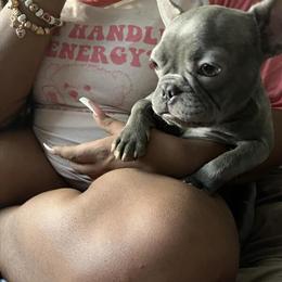 French Bulldog for Sale in Tampa, fl