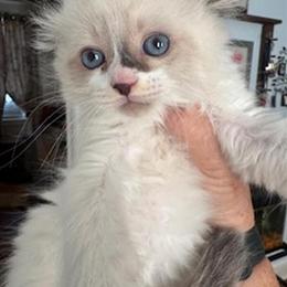 Scottish Fold Kitten with Bright Blue Eyes in Roanoke, va