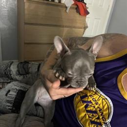 French Bulldog - 7 Months Old, Calm and Playful in Tampa, fl