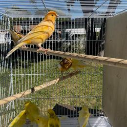 Russian Canaries for Sale in Chicago, il