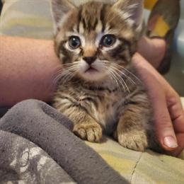 Munchkin Tabby Kitten for Sale in Chicago, il