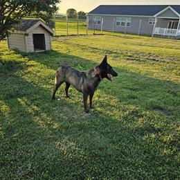 Female Belgian Malinois Available in Fort Wayne, in