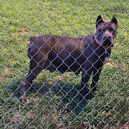 Cane Corso Puppies Available - AKC Registered in Raleigh, nc