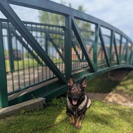 Female German Shepherd Puppy for Detection and Sport in Alpharetta, ga