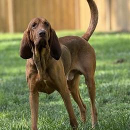 Bloodhound Tracking Dog for SAR in Alpharetta, ga