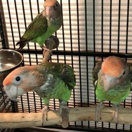 Cape Parrots Available - Stunning Companions in Woodland Hills, ca