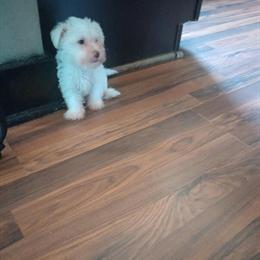 Shih Tzu puppies ready for forever homes in Raleigh, nc