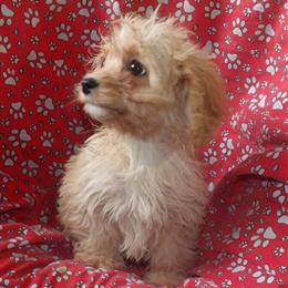 Cavachon Rocco: Your Future Best Friend Awaits! in Paterson, nj