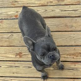 Female French Bulldog, 4 Years Old, Needs Good Home in Lynchburg, va