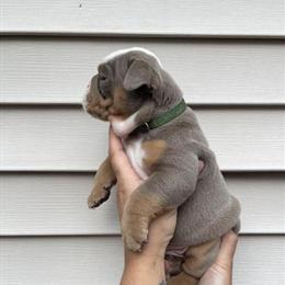 English Bulldog Puppies Available in Rahway, nj