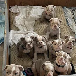 English Bulldog Puppies Available in Rahway, nj