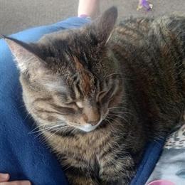 Female cat looking for a loving home in Blanchard, mi