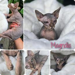 Sphynx Kittens Available in Philadelphia, pa