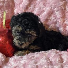 Toy Mini Poodles Looking for Forever Homes in Richmond, va