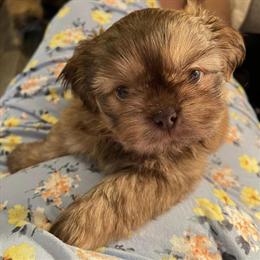 Shih Tzu Puppies Available - 2 Males and 1 Female in Richmond, va