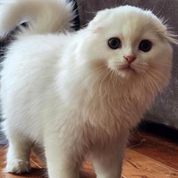Scottish Fold Kitten Ready for Adoption in Colorado Springs in Fountain, co