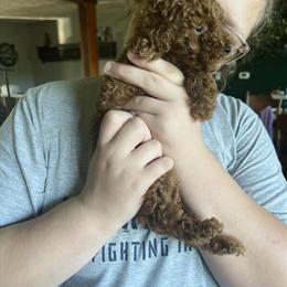 Mini Doodles - 9 Weeks Old Ready for Forever Homes in Bedford, in