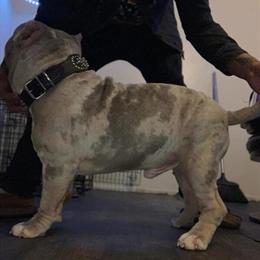 Micro Bully Puppies Available from We Only Love Farms in Detroit, mi