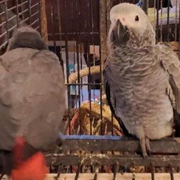 Proven African Grey Pairs for Sale in Gainesville, fl