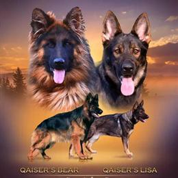 German Shepherd Puppies Available in Gainesville, fl