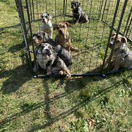 Olde English Bulldogge Puppies - 3 Months Old in Cleveland, oh