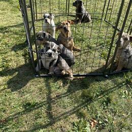 Olde English Bulldogge Puppies - 3 Months Old in Cleveland, oh