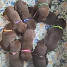 Chocolate Labrador Puppies Available with AKC Papers in Wolverine, mi