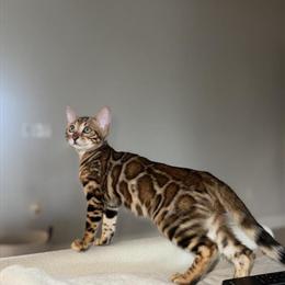 Bengal kitten for adoption in Palm Coast, fl
