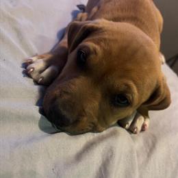 10 Week Old Male Pit Bull Available in Hillsdale, mi