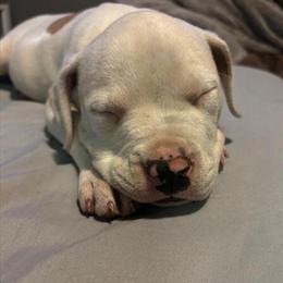 9 Week Old Pit Bull Puppies for Adoption in Hillsdale, mi