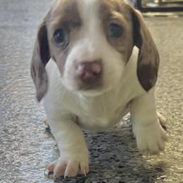 Mini Dachshund Puppies in Murfreesboro, tn