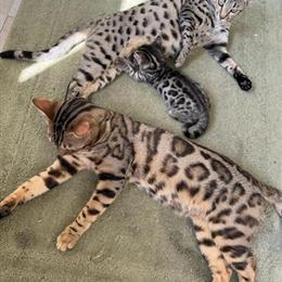Bengal Kittens Available - 4 Females and 3 Males in Livonia, mi
