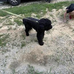 Standard Poodle Available in Morehead, ky
