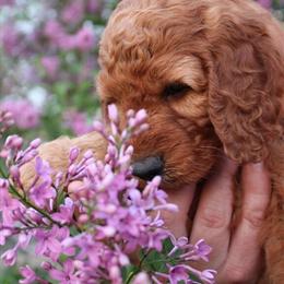 Red Irish Doodle Puppy Espresso Looking for a Forever Home in Eau Claire, wi