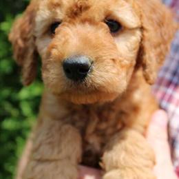 Red Goldendoodle and Red Irish Doodle F1B Puppies Available in Eau Claire, wi