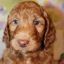 Red Mini Irish Doodle and Goldendoodle Puppies Ready for New Homes in Eau Claire, wi