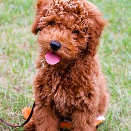 Red Mini Irish Doodle F1B Puppies Ready for New Homes in Eau Claire, wi