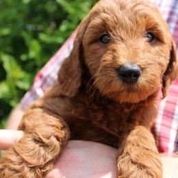 Goldendoodle Puppy Twix Looking for a Forever Home in Eau Claire, wi