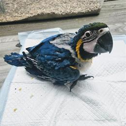 Blue Macaw Baby Available for Reservation in Baltimore, md