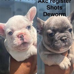 French Bulldog Puppies Available in Bristol, ct