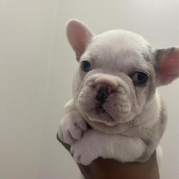 French Bulldog Puppies Available for Loving Homes in Bristol, ct