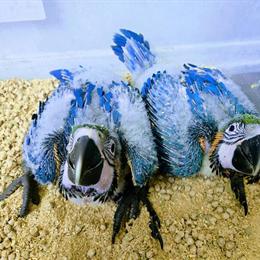 Blue & Gold Macaw Baby Available for Reservation in Baltimore, md