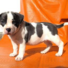 Bully Puppies Available - Blue Nose & White in New York, ny