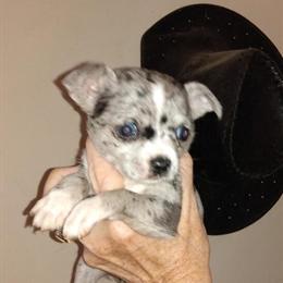 Female Australian Shepherd Blue/Black Merle Ready for Adoption in Salem, oh