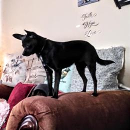 Chihuahua male adult available for adoption in Salem, oh