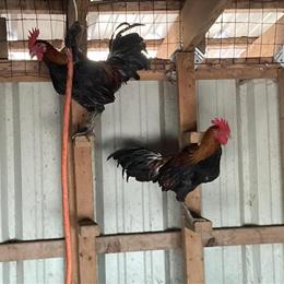 Ayam Ketawa Laughing Chickens for Sale in Brooksville, fl