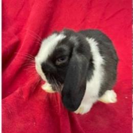 Holland Lop Baby Rabbits for Sale in Myrtle Beach, sc