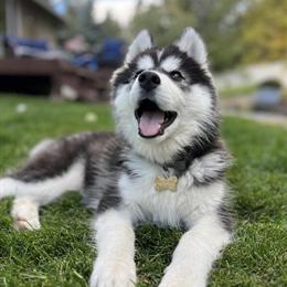 Female Siberian Husky Puppy for Rehoming in Spokane, wa