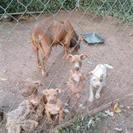 OFRN Puppies Available from Proven Bloodlines in Newnan, ga